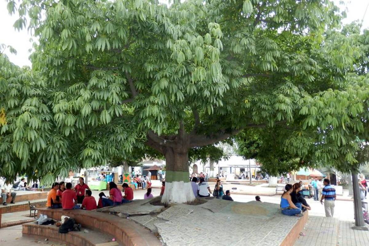 Estos árboles son los que están poniendo en riesgo la integridad de algunos ciudadanos debido a que las raíces de la enorme planta están alzando las baldosas de cemento y podrían ocasionar un grave accidente. (Foto: Archivo / VANGUARDIA LIBERAL)