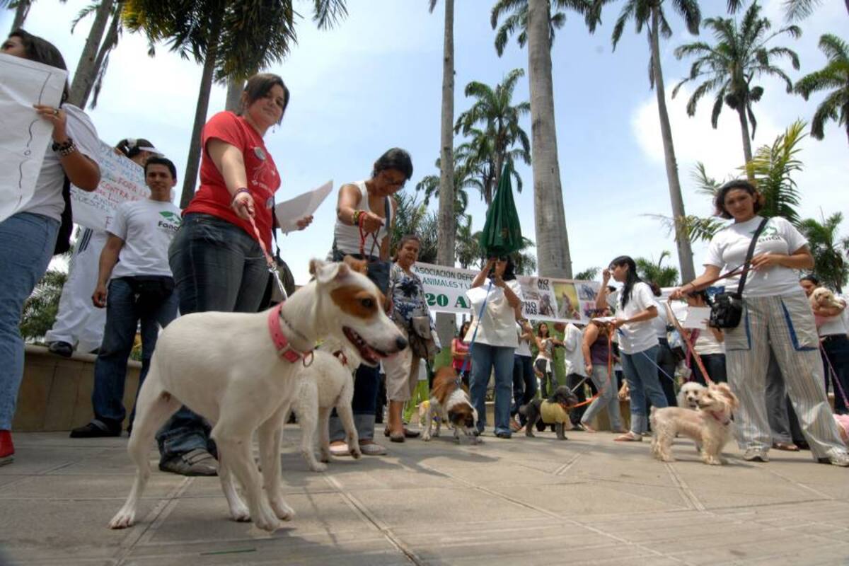 Las asociaciones defensoras de los animales convocaron a los bumangueses a una marcha, que se realizará el 25 de junio. (Foto: Archivo / VANGUARDIA LIBERAL)