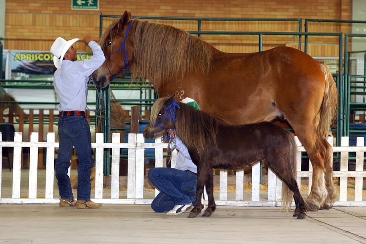 Tras ser afectado por la encefalitis equina venezolana, EEV, un ejemplar dura tres semanas para recuperarse. (Foto: Archivo/VANGUARDIA LIBERAL)