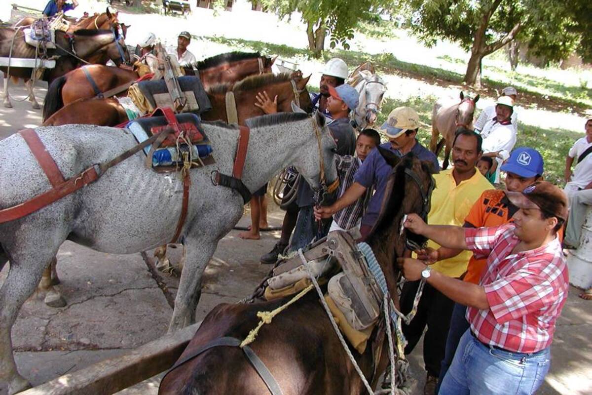 La EEV es transmitida, principalmente, por los mosquitos y vectores chupadores infestados. (Foto: Archivo/VANGUARDIA LIBERAL)