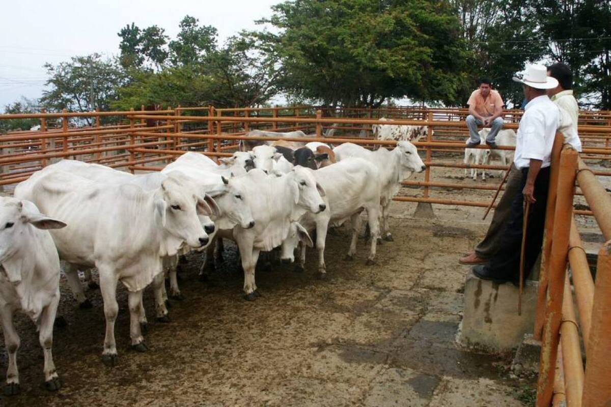 El ICA es la encargada del control para la trazabilidad del ganado bovino en el eslabón primario. (Foto: Archivo/VANGUARDIA LIBERAL)