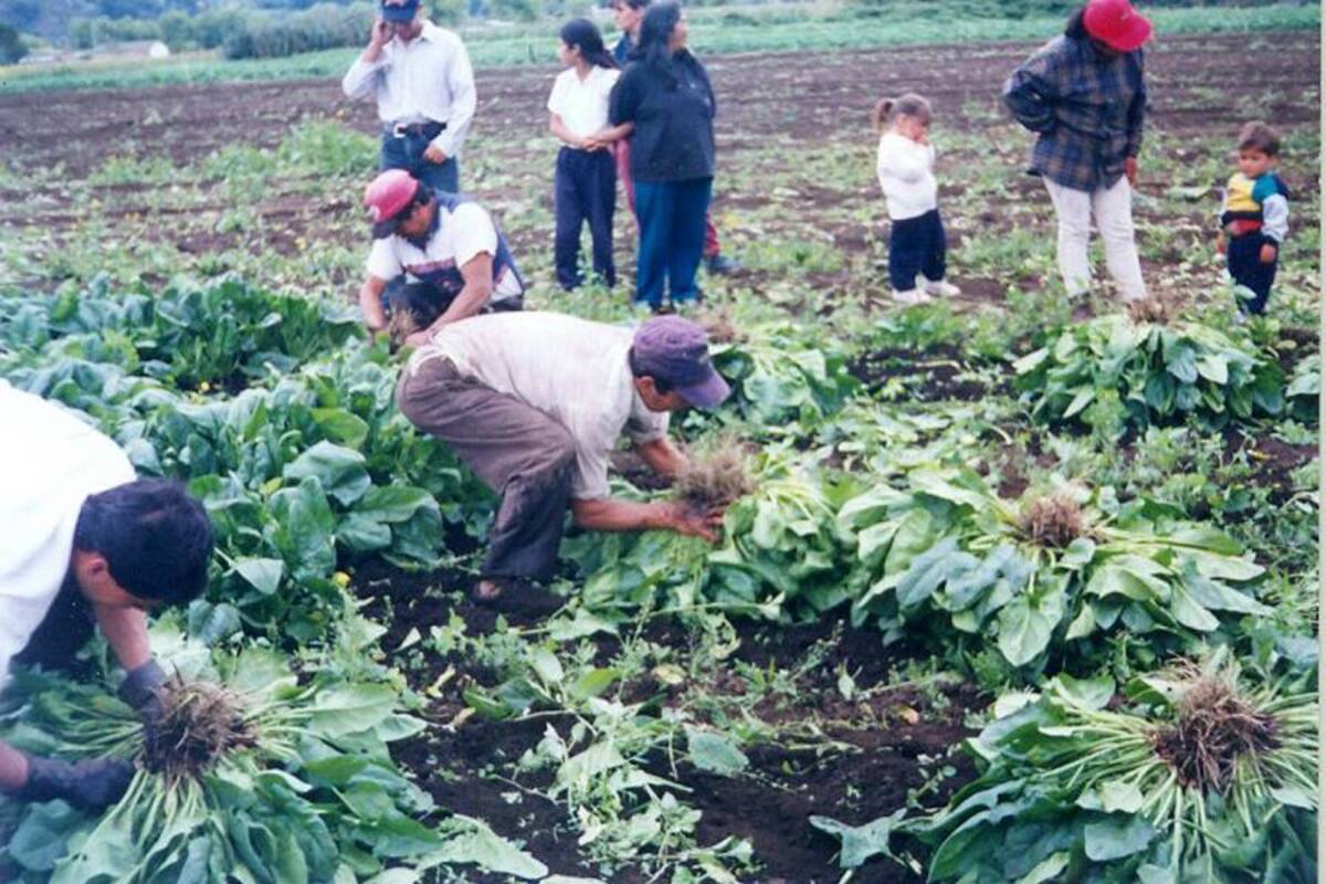 El paro de los campesinos del país parece estar dando sus frutos. El Gobierno Nacional ya cedió frente a algunas de sus peticiones. (Foto: Archivo/VANGUARDIA LIBERAL)