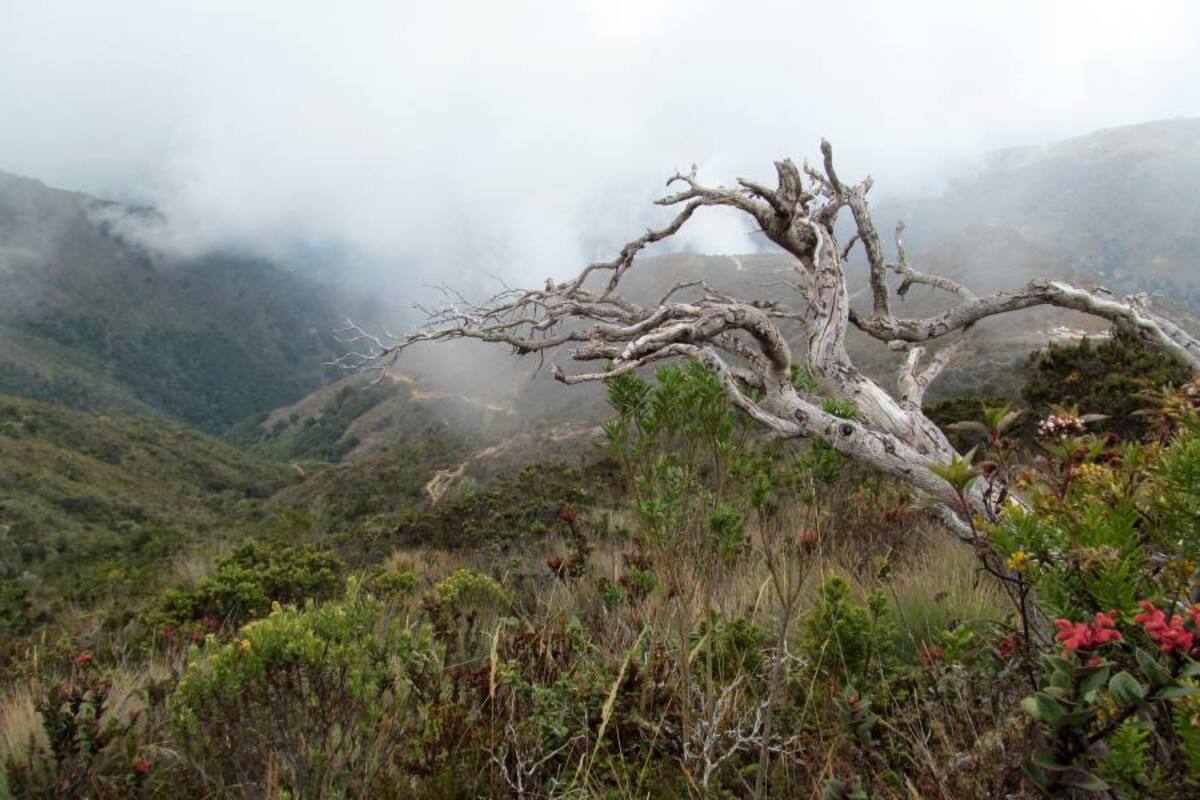 El instituto Alexander von Humboldt ya hizo una delimitación del páramo a escala 1:100 mil, un trabajo recientemente reconocido por la Fundación Ángel Escobar, Faae, por su rigurosidad científica. Sin embargo, la delimitación debe hacerse a escala 1:25 mil. (Foto: Archivo / VANGUARDIA LIBERAL)
