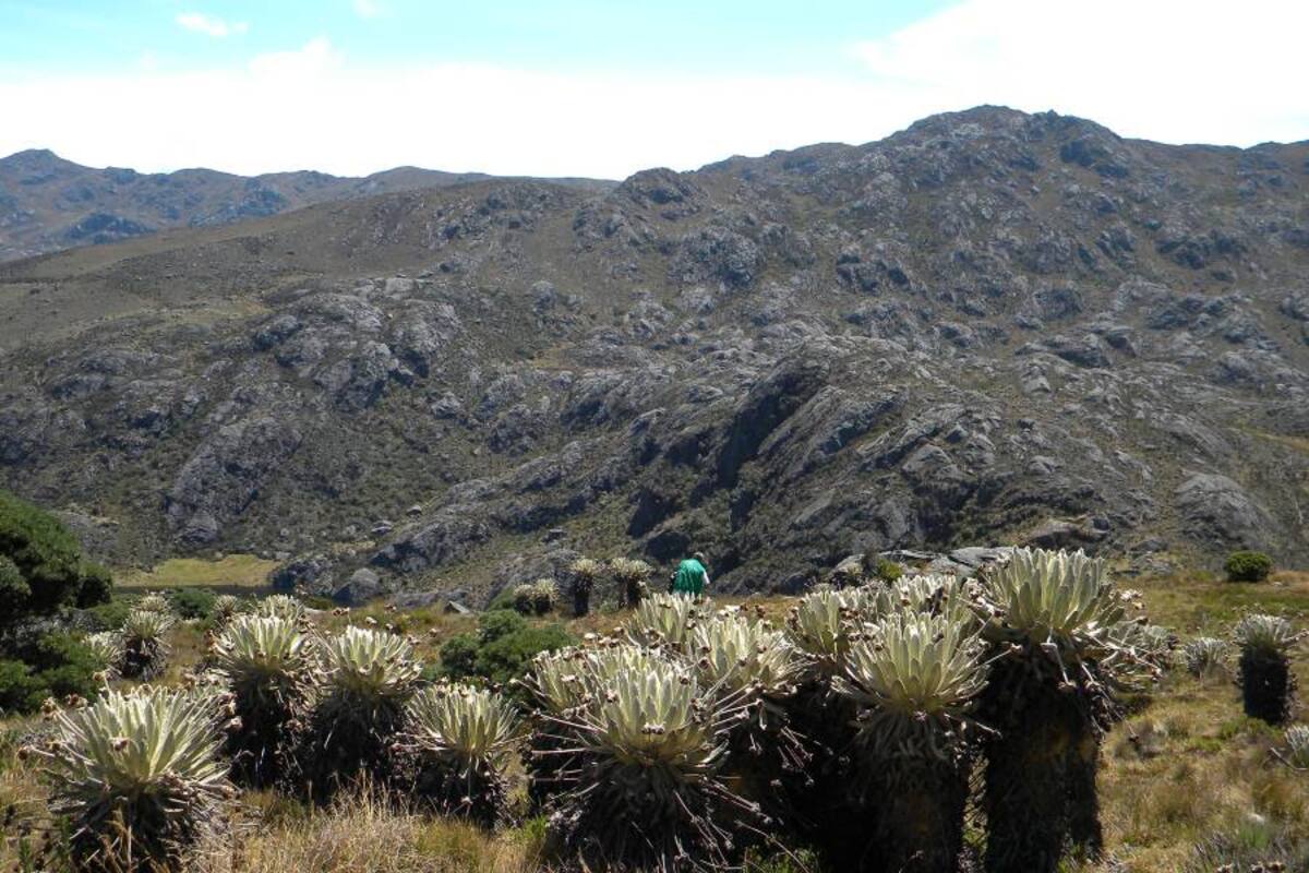 En California y Vetas la mayor preocupación de la limitación del páramo es que se afecten los grandes proyectos de minería en la región. En Tona, Suratá y Charta preocupa más la restricción de las zonas agropecuarias. (Foto: Archivo/VANGUARDIA LIBERAL)