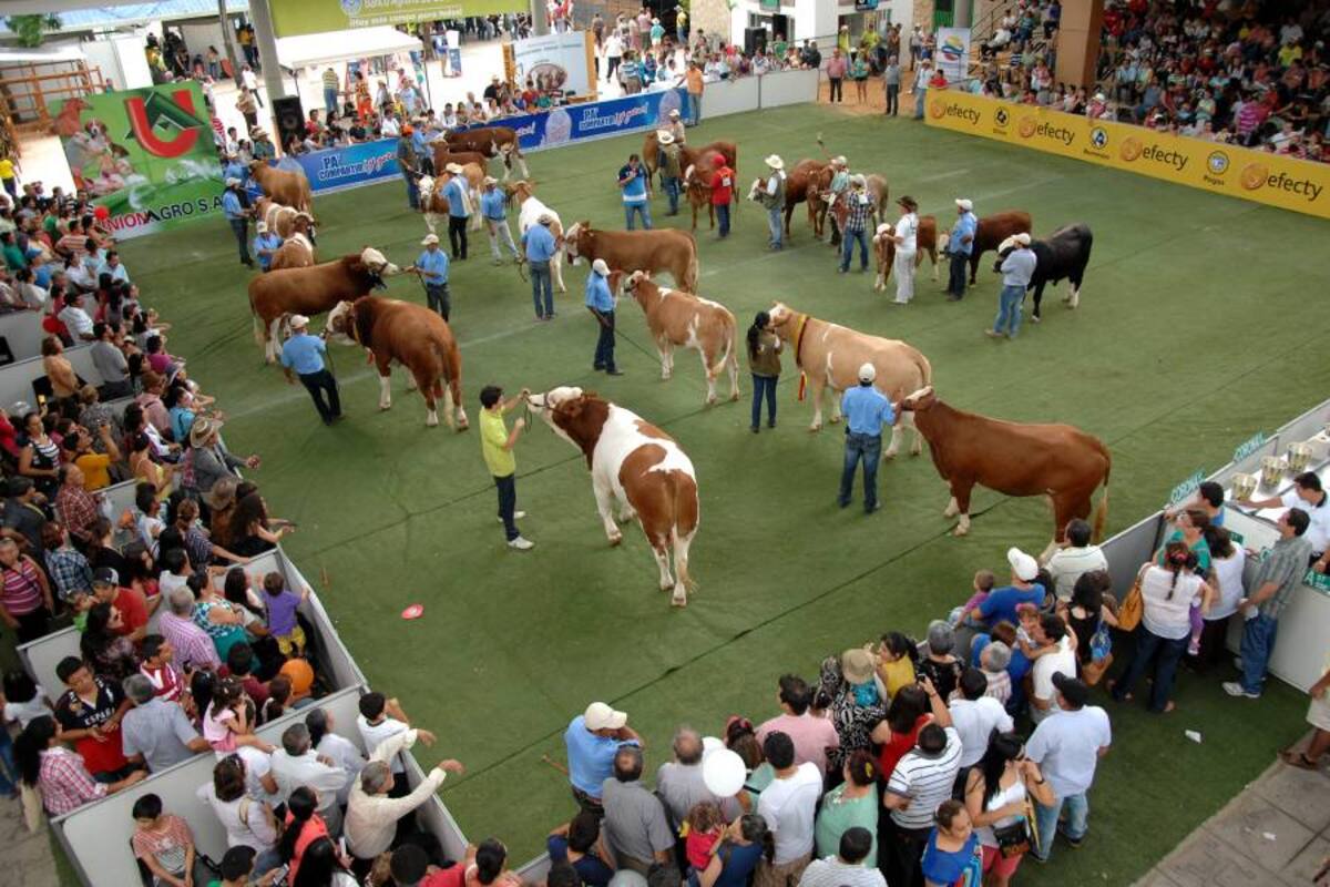 La exposición de la raza simmental terminó ayer con la parada de campeonas en la Plaza de Banderas de Cenfer, donde se cumple la 64 Feria Ganadera de Bucaramanga. (Foto: Foto: Jaime Del Río/ VANGUARDIA LIBERAL)