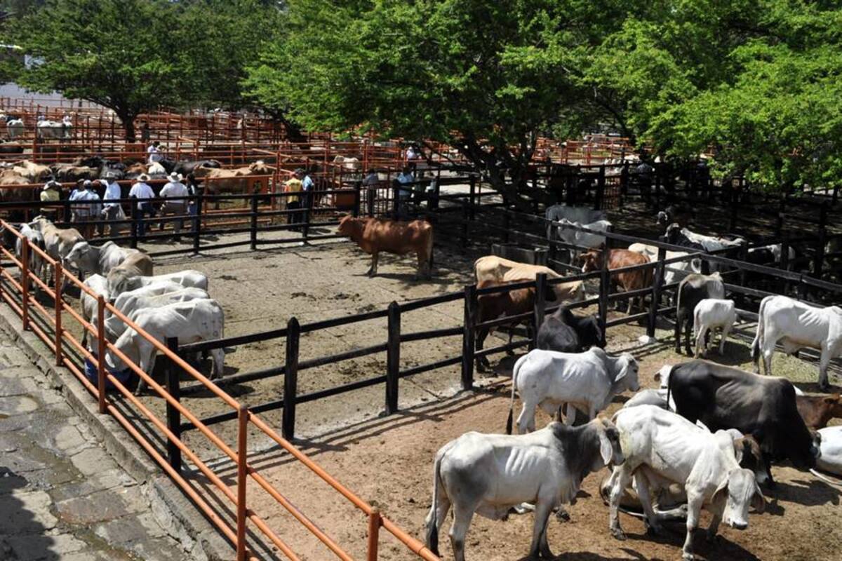Hoy con la comercialización de ejemplares vacunos, se dará inicio a la feria comercial y ganadera del Socorro, se espera la venta de más de 1.500 reses en este evento. (Foto: Luis Fernando Martínez Vargas/VANGUARDIA LIBERAL)