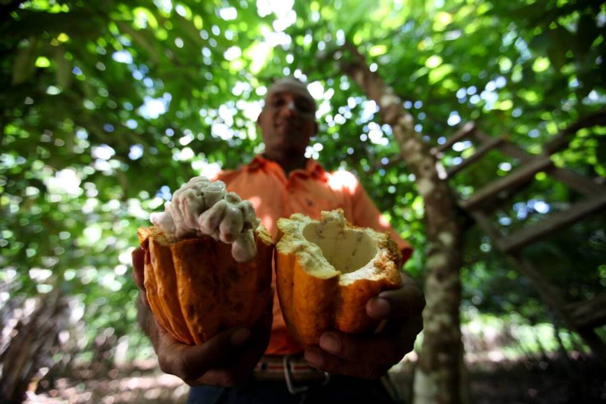 Los cacaoteros sienten que les “amarraron conejo”, pues los acuerdos con el Gobierno no se concretan y la problemática sigue siendo igual. (Foto: Archivo/VANGUARDIA LIBERAL)