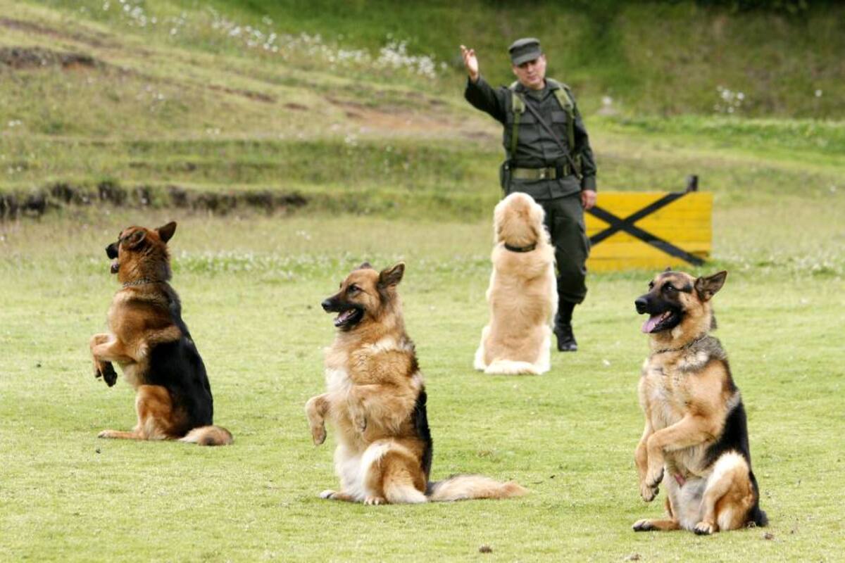 La presentación del Show Canino por parte de la Policía Nacional, fue una de las actividades realizadas por la Alcaldía de Sucre para la celebración del Día de la Niñez.. (Foto: Archivo/VANGUARDIA LIBERAL )