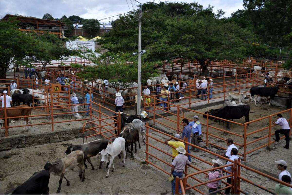 Con la venta de ganado, Socorro fue ratificada como buena plaza para este tipo de eventos feriales. (Foto: Luis Fernando Martínez Vargas/VANGUARDIA LIBERAL)