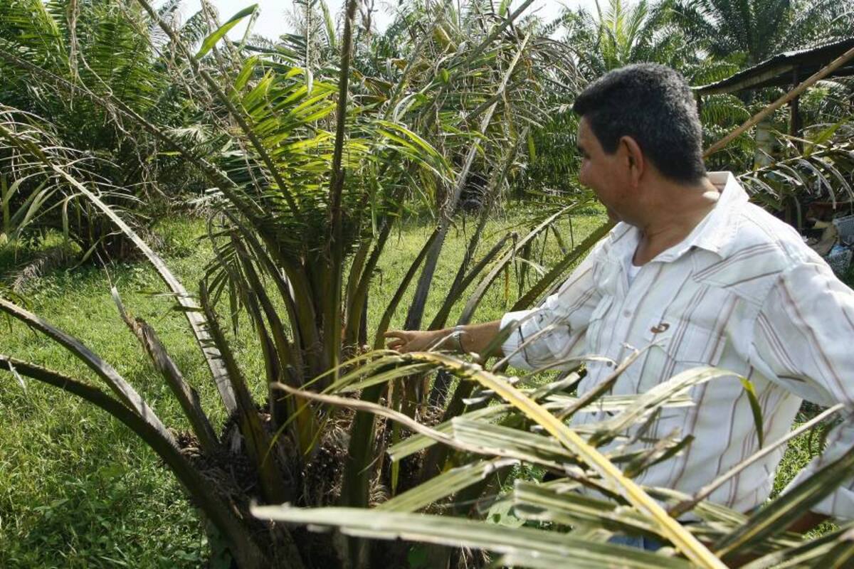 Archivo/VANGUARDIA LIBERALLas zonas donde se haga erradicación de cultivos afectados por la PC solo deben volverse a cultivar pasados 2 años.