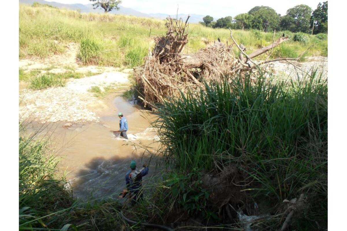 El árbol se precipitó sobre el Río de Oro como consecuencia de las primeras lluvias de la temporada invernal. (Foto: Suministrada/VANGUARDIA LIBERAL)