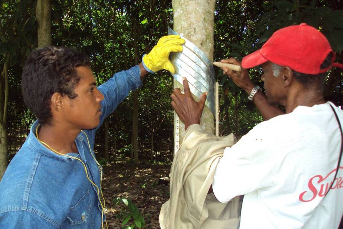La planta para industrializar el látex de caucho en el Magdalena Medio estaría en pleno funcionamiento en abril del 2014. (Foto: Archivo/VANGUARDA LIBERAL)