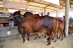 El Socorro se alista para su tradicional feria ganadera