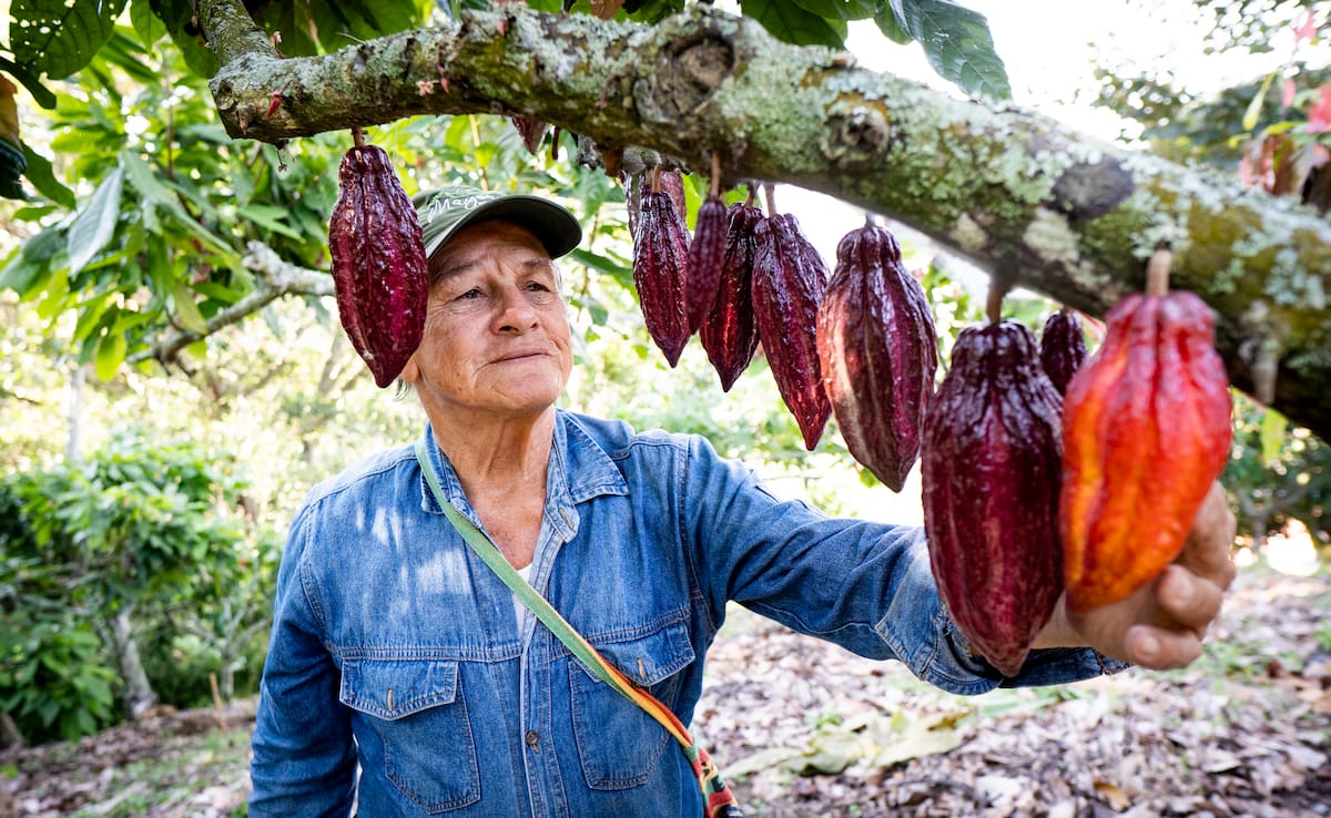 De Santander para el mundo: así han crecido las exportaciones de cacao en los últimos años | Foto Marco Valencia / VANGUARDIA