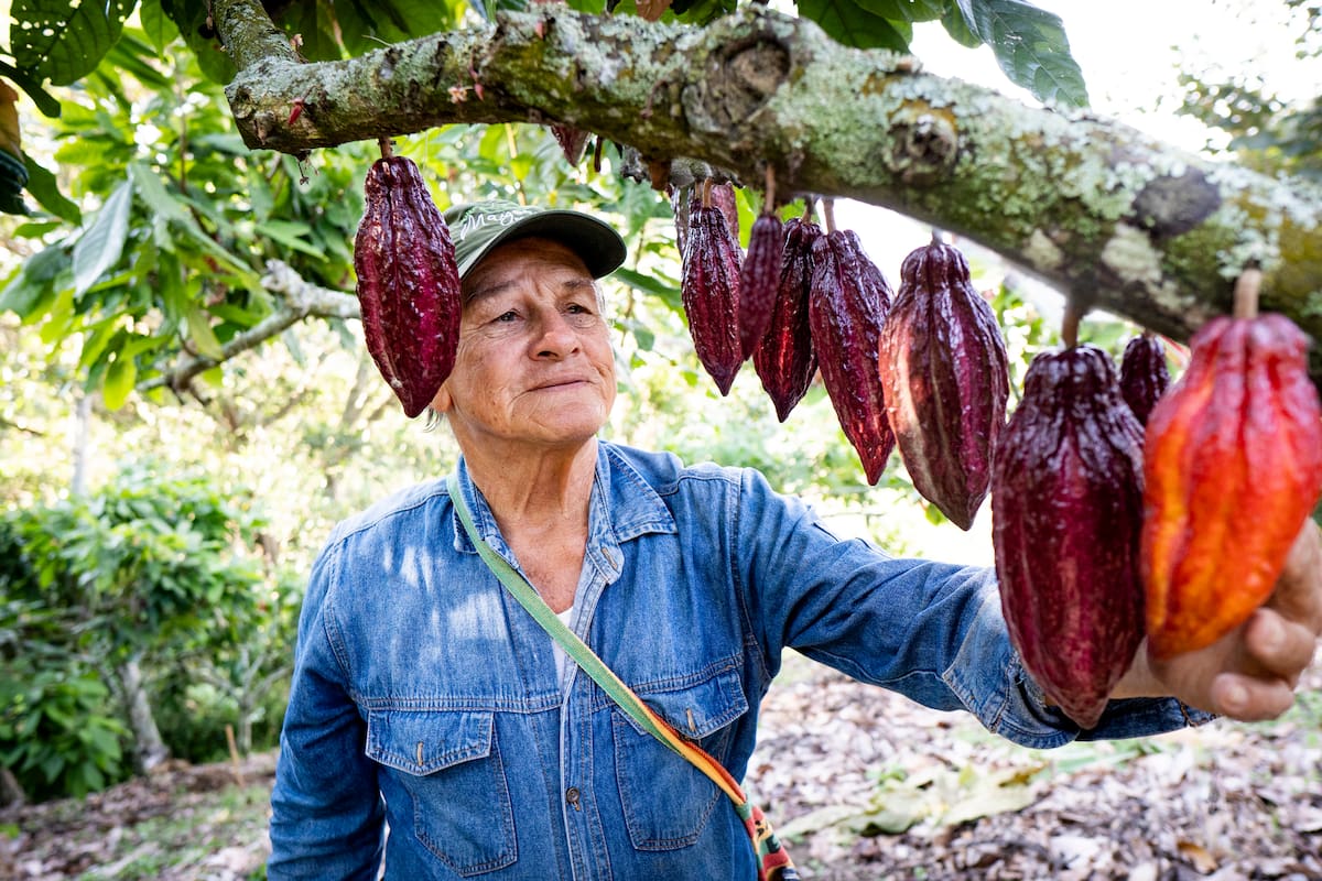 De Santander para el mundo: así han crecido las exportaciones de cacao en los últimos años | Foto Marco Valencia / VANGUARDIA