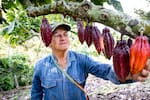 De Santander para el mundo: así han crecido las exportaciones de cacao en los últimos años