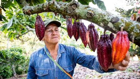 De Santander para el mundo: así han crecido las exportaciones de cacao en los últimos años