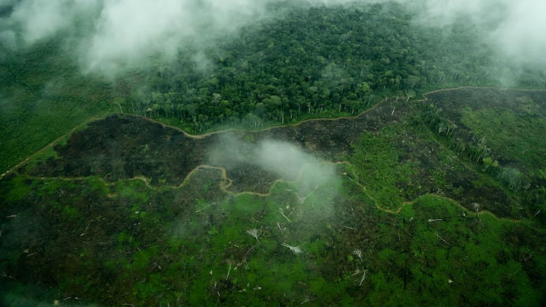 Denuncian grave incremento de deforestación en parques nacionales