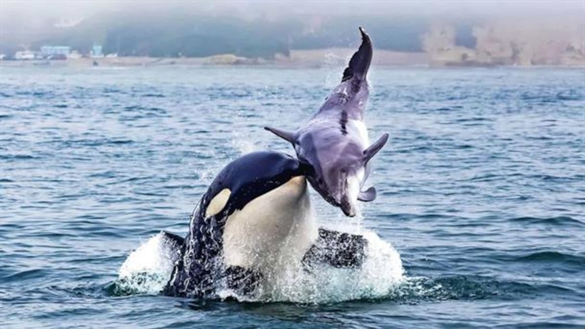 Algunos delfines se llevan bien con las orcas. Los científicos creen haber descubierto la razón.