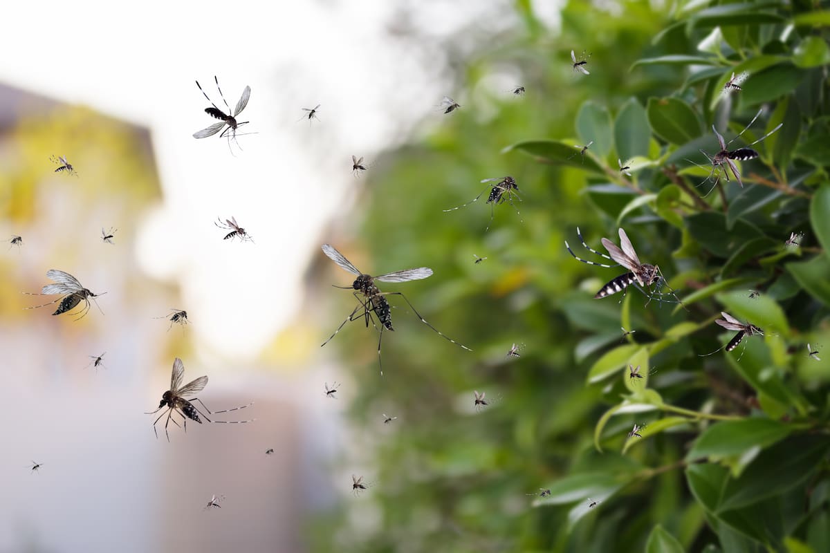 Conoce cómo prevenir el dengue, una enfermedad que sigue afectando a miles. //Foto: Ilustración.