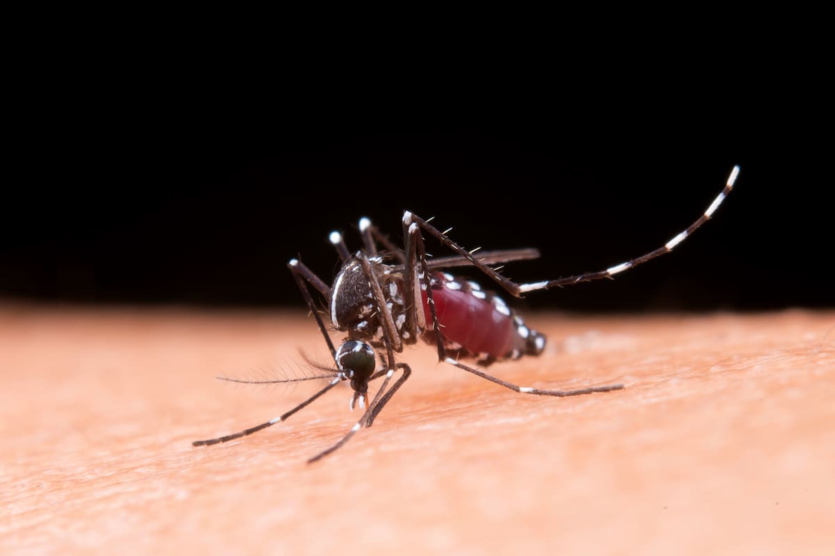 Mosquito macro photography