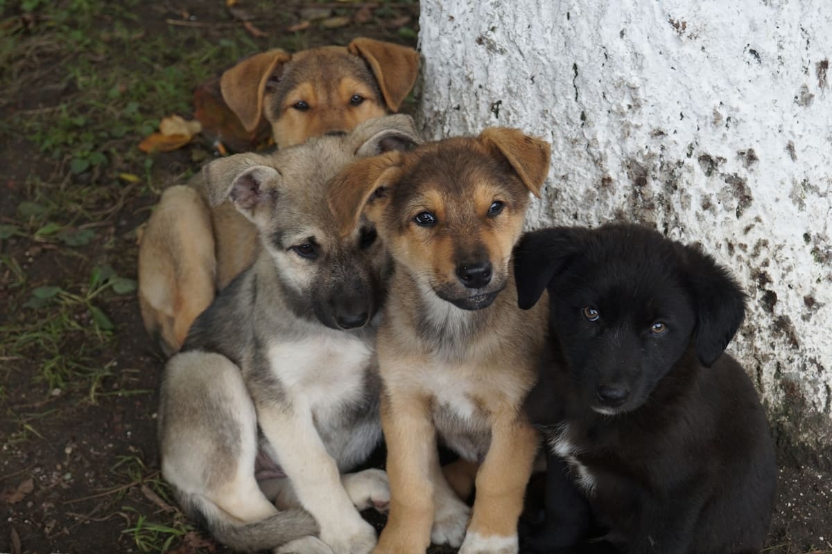 Denuncian muerte de más de 10 perros por presunto envenenamiento. | Foto: Canva, Vanguardia.