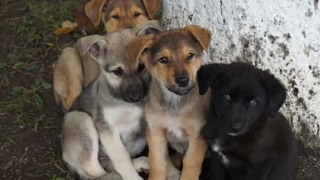 Denuncian muerte de más de 10 perros por presunto envenenamiento