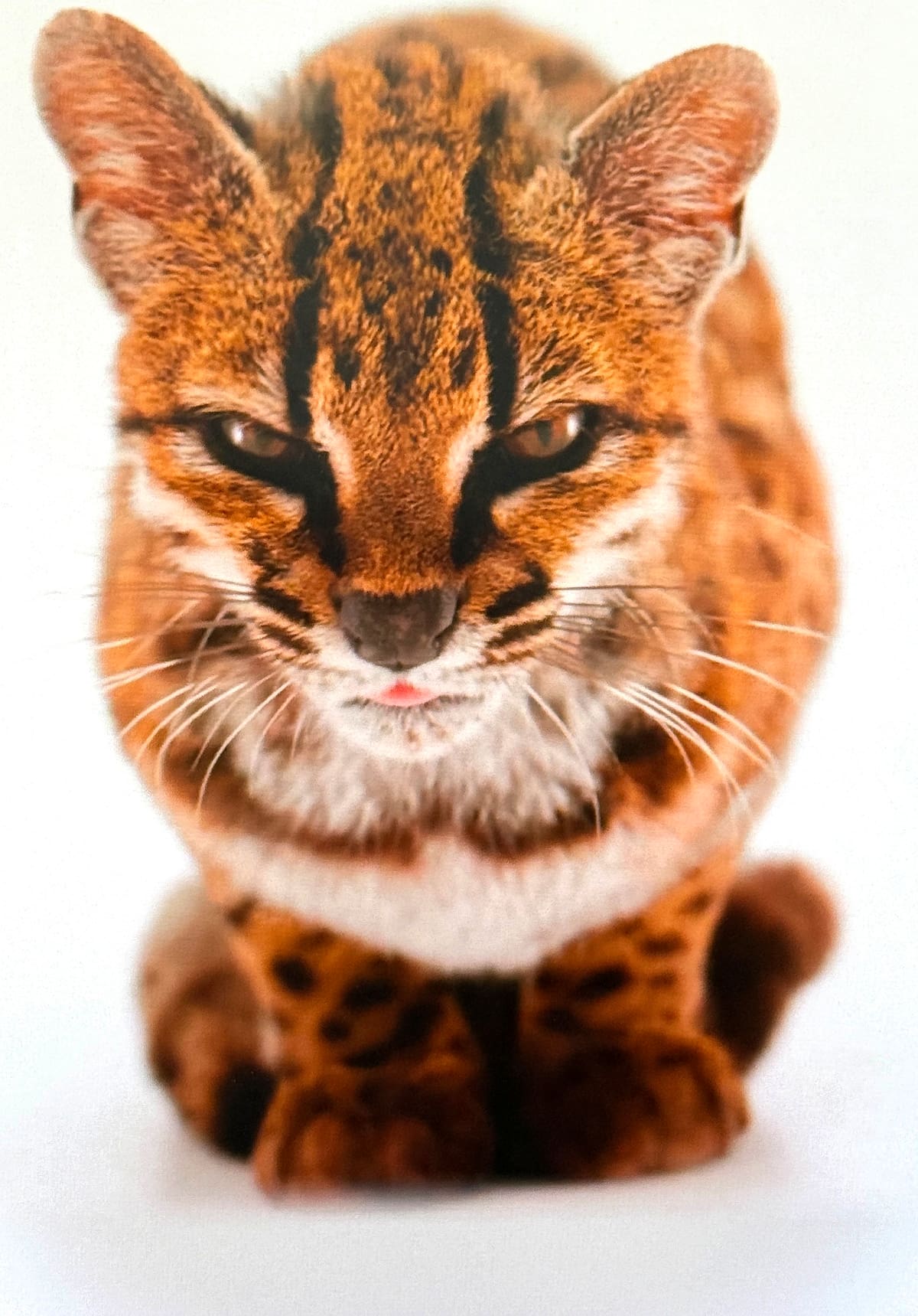 Captura de pantalla tomada de la cuenta oficial en X de National Geographic @NatGeo que muestra una nueva especie de felino silvestre. La especie, bautizada como Leopardus tilcayo o gato tilcayo, fue identificada mediante el análisis de ADN de ejemplares históricos conservados en museos y de muestras de animales vivos, de acuerdo con National Geographic. EFE/ @NatGeo /SOLO USO EDITORIAL/ NO VENTAS/ SOLO DISPONIBLE PARA ILUSTRAR LA NOTICIA QUE ACOMPAÑA (CRÉDITO OBLIGATORIO)