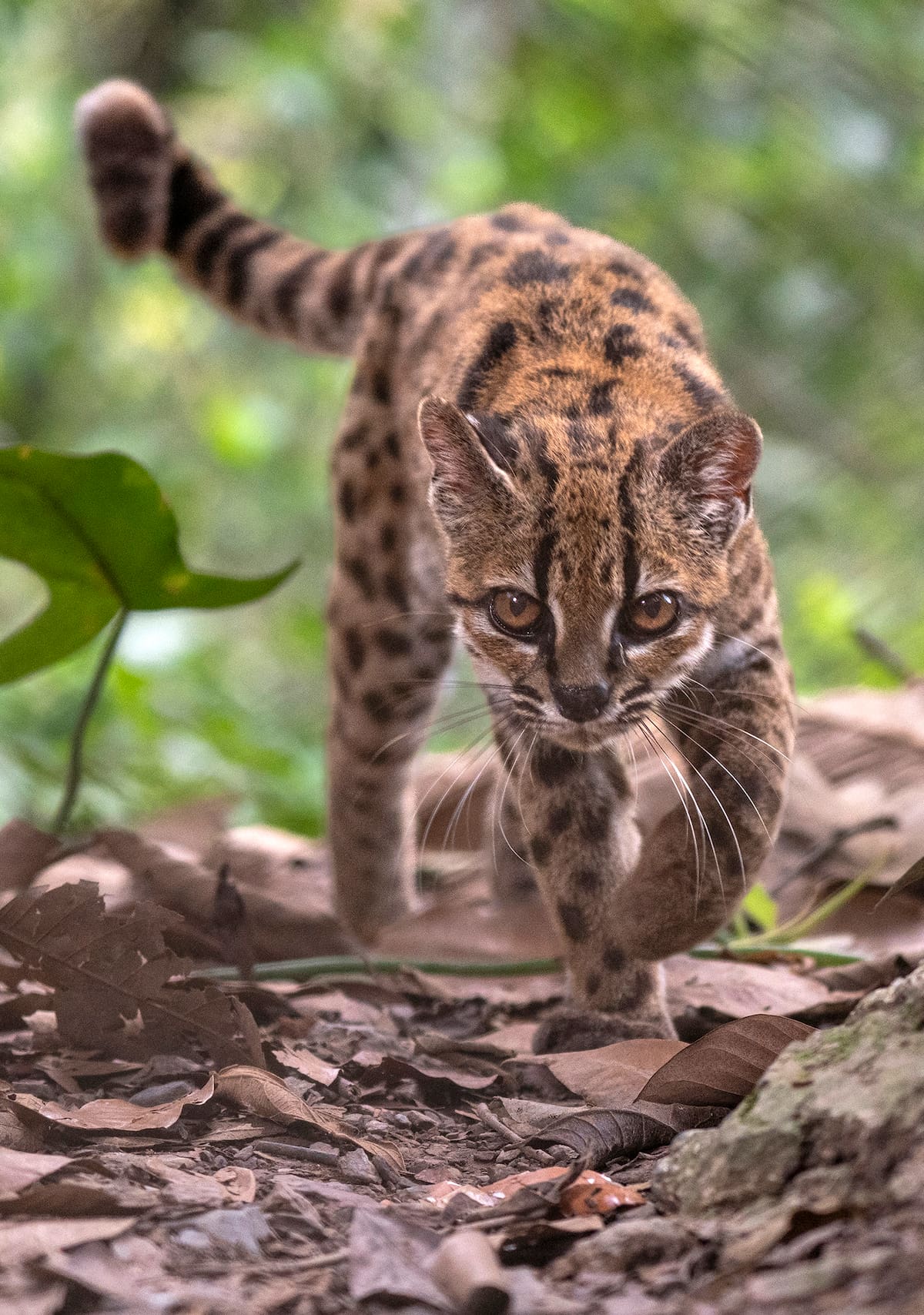 Fotografía cedida por Fernando Faciole/National Geogrpahic que muestra una nueva especie de felino silvestre. EFE/ Fernando Faciole/National Geogrpahic