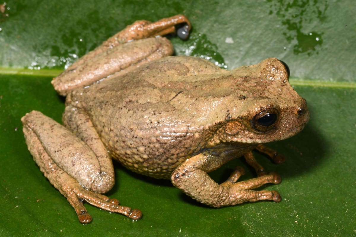 Fotografía cedida por Alessandro Catenazzi que muestra una nueva especie de rana marsupial de color dorado-amarilla, 'gastrotheca amaru', fue descubierta en los bosques de los Andes peruanos, dentro de un área de conservación regional, según anunció este viernes, el Servicio Nacional de Áreas Naturales Protegidas (Sernanp) en Tayacaja (Perú).