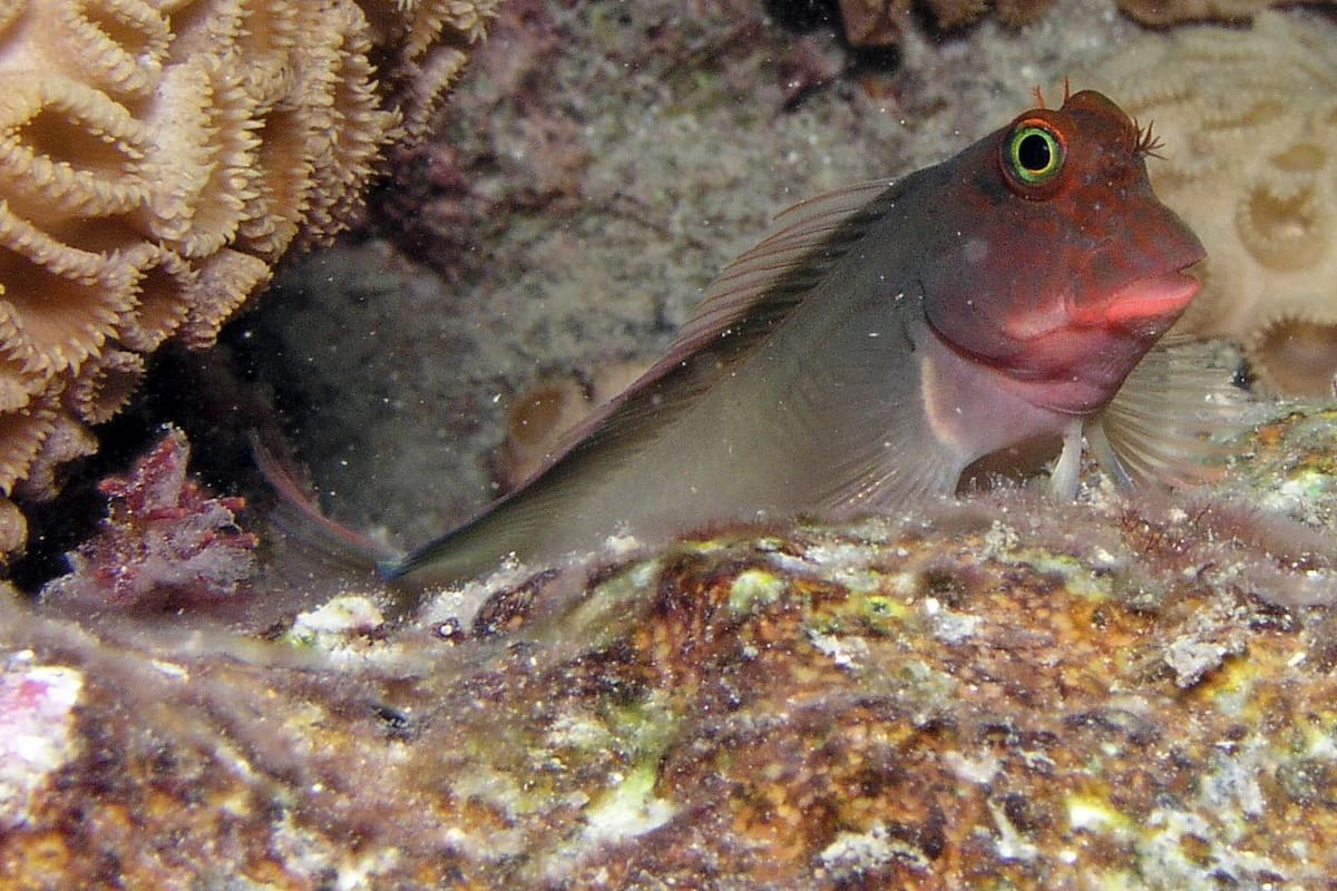 Un equipo internacional de científicos ha descubierto un nuevo parásito en el "blenio de labios rojos", un pez que habita en los arrecifes tropicales, pero está presente en peces de todo el mundo. En la imagen, un ejemplar de "blenio". EFE/Matthew Hoelscher/