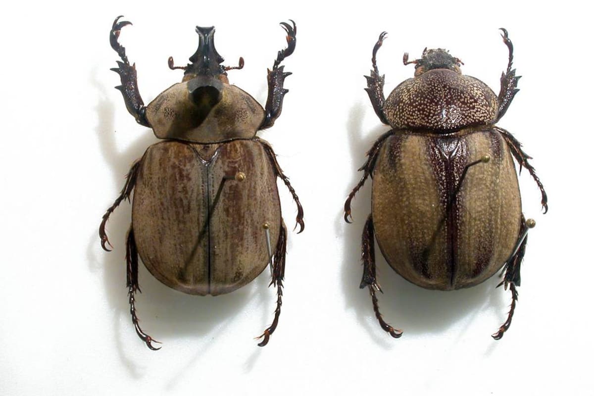 Lycomedes Salazari, nueva especie de escarabajo, macho y hembra, hallado en jurisdicción del municipio de California. (Foto: Suministrada / VANGUARDIA LIBERAL)