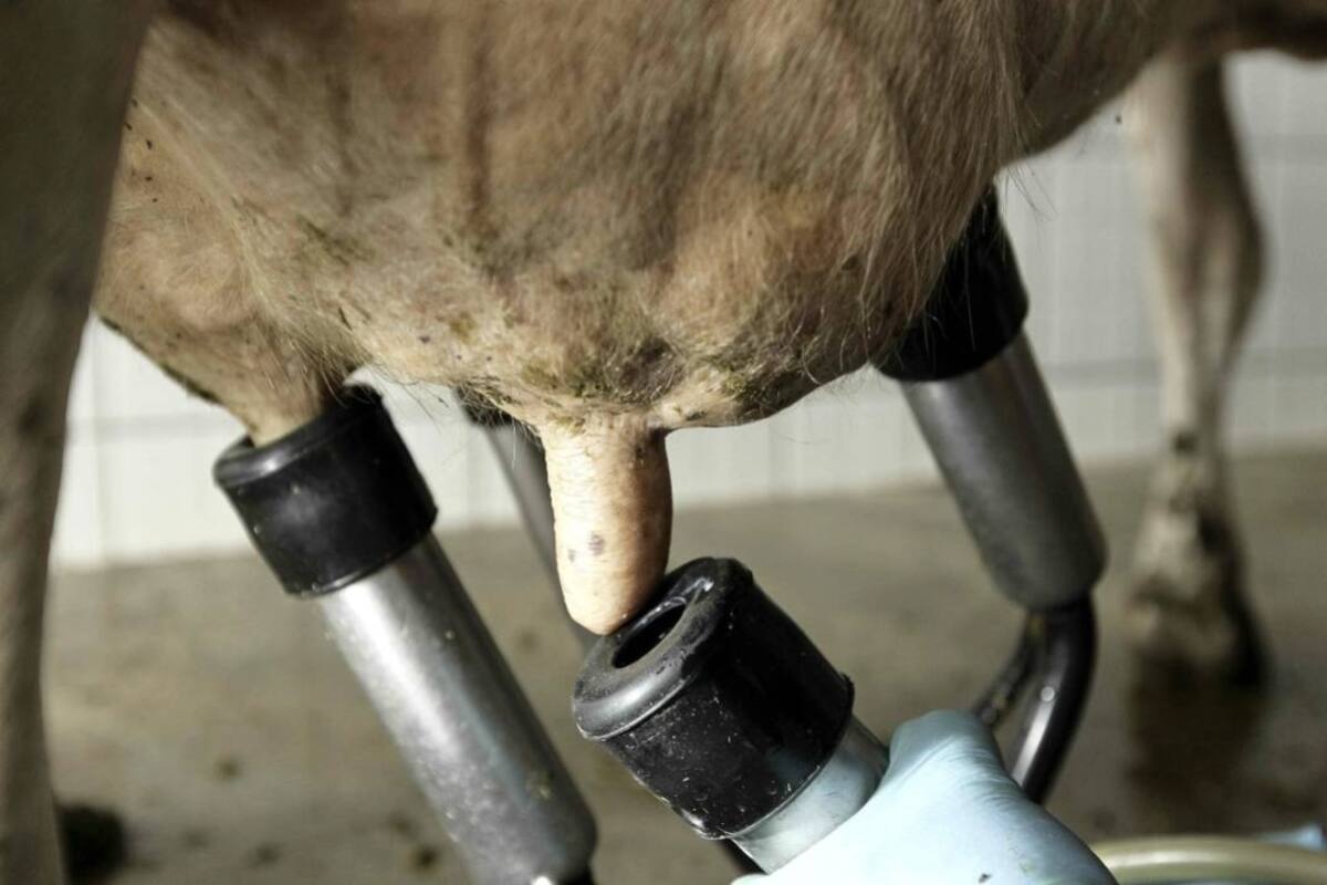 Para Fedegán, EU produce leche más barata que Colombia; además, tiene superproducción, la cual colocará en el mercado nacional. (Foto: Archivo/VANGUARDIA LIBERAL)