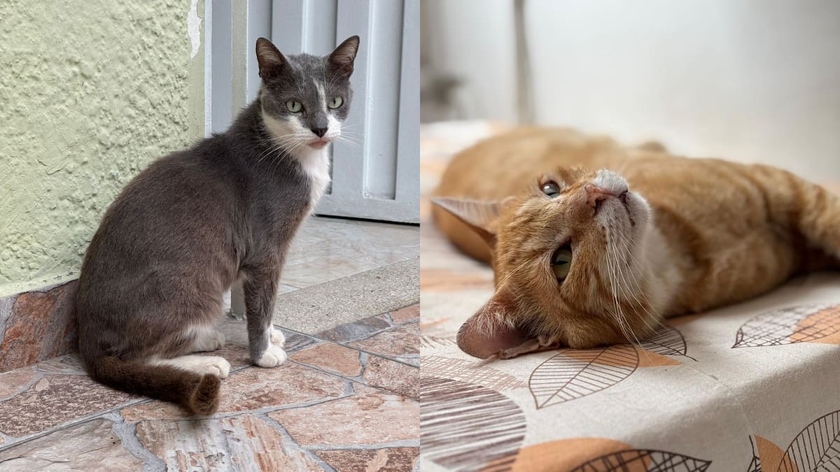 Dexter y Cosmo, dos gatos rescatados que reflejan la realidad de cientos de animales que dependen del apoyo comunitario para sobrevivir.