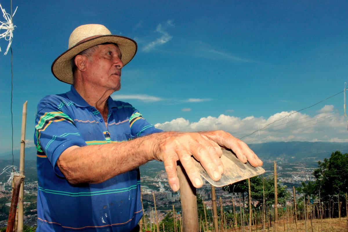 Él es Don Víctor Julio, uno de nuestros labriegos de la vereda Santa Bárbara, adscrita al Corregimiento III de la capital santandereana. (Foto: Jaime Del Río / VANGUARDIA)