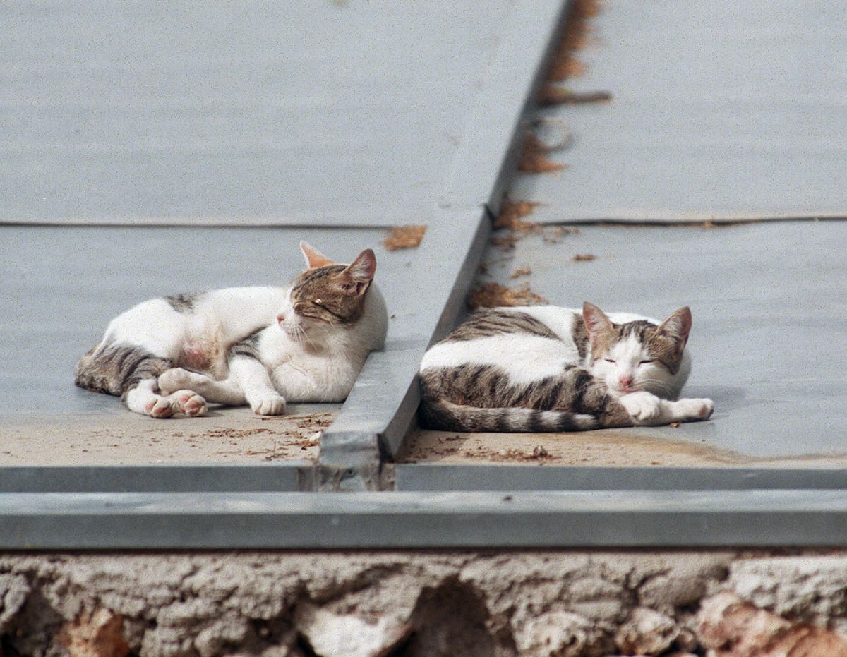 Dos gatos disfrutan durmiendo en un tejado de Madrid. EFE/Archivo