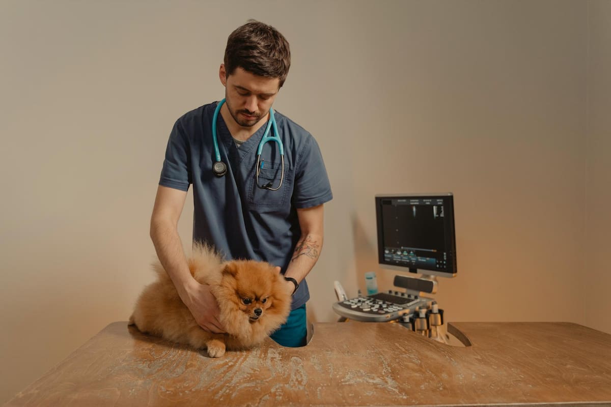 Esta conmemoración busca recordar la importancia de la profesión que defiende la salud y bienestar de los animales que, aunque no hablan, nos brindan su amor, cariño, compañía y alimentos. Foto tomada de Pexels/VANGUARDIA