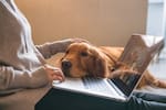 ¿Las mascotas deben incluirse en la declaración de renta en Colombia? Esto aclaró la DIAN