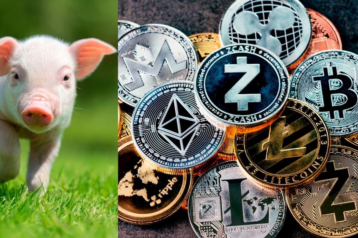 Por ahora los cerdosTNF pueden pagarse con criptomonedas y dentro de unos diez días será posible hacerlo también con tarjetas bancarias. EFE / VANGUARDIA