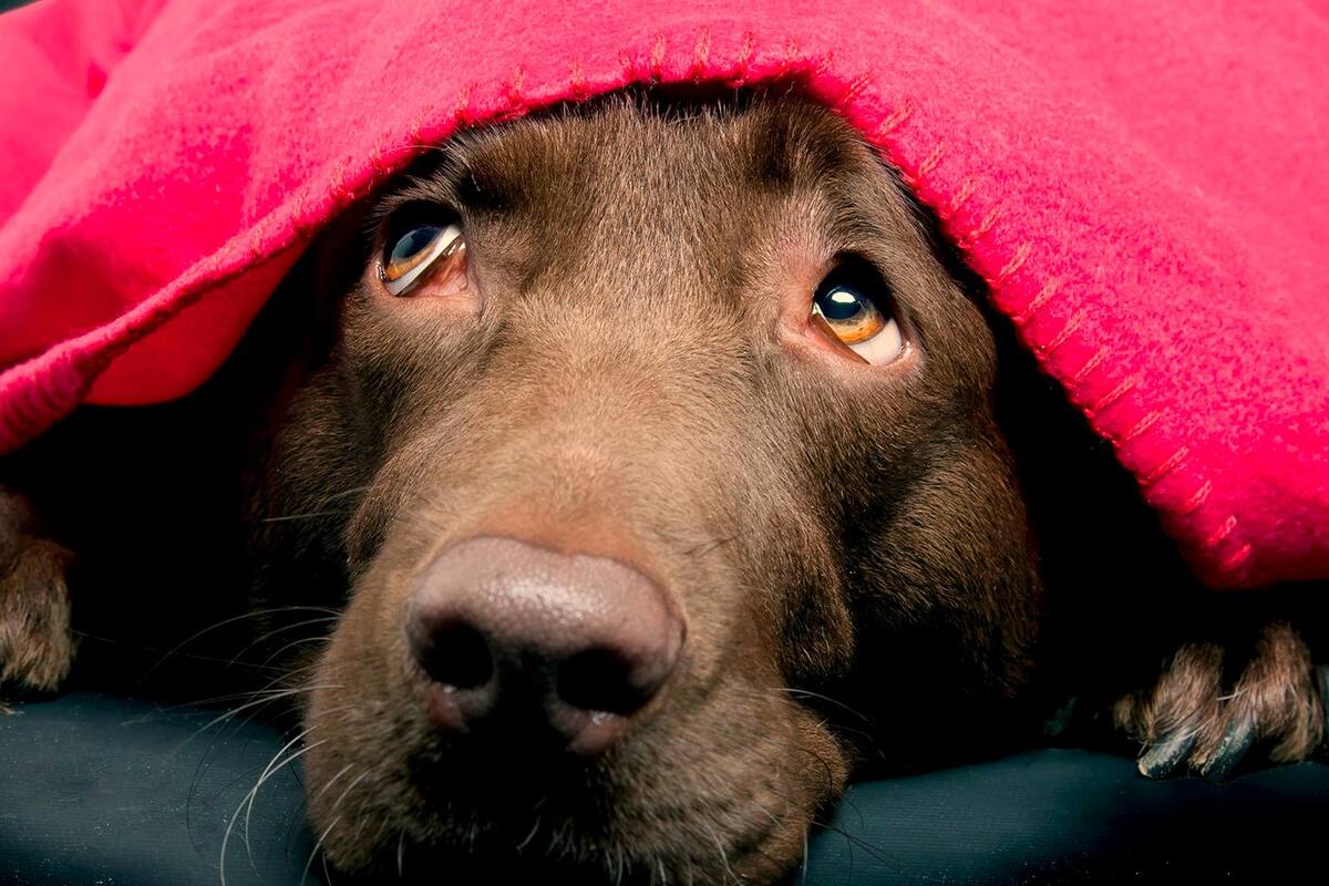 Tomada de Internet/VANGUARDIA