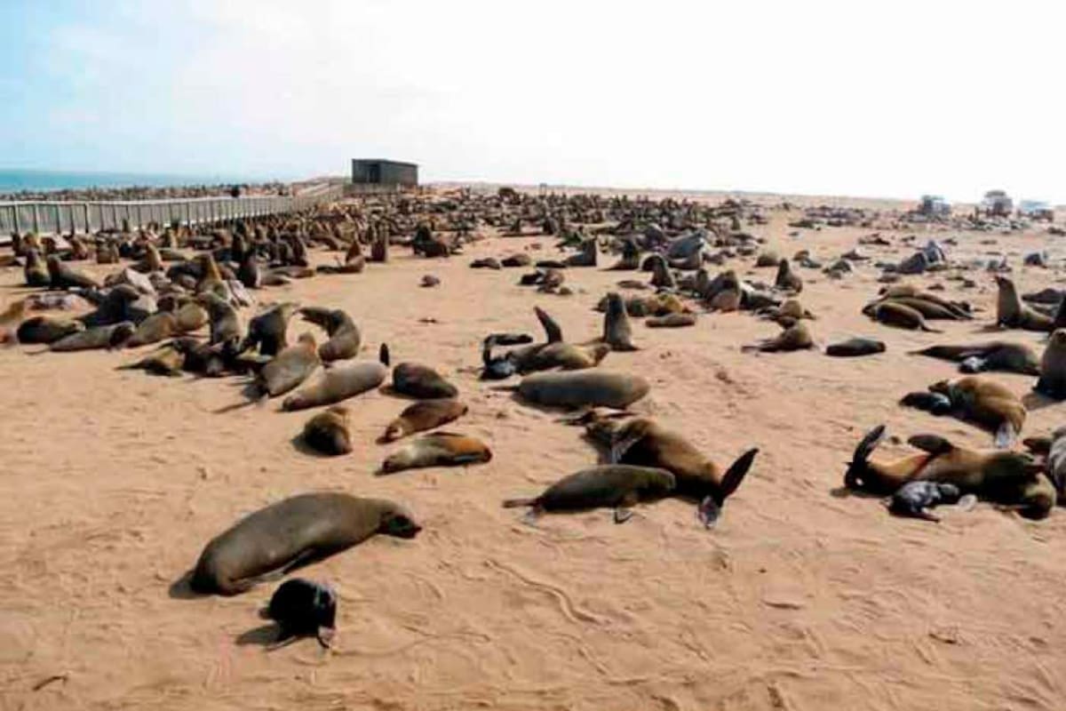 La foca del Caspio fue declarada especie amenazada en 2008 por la Unión Internacional para la Conservación de la Naturaleza. (Foto: Internet / VANGUARDIA)