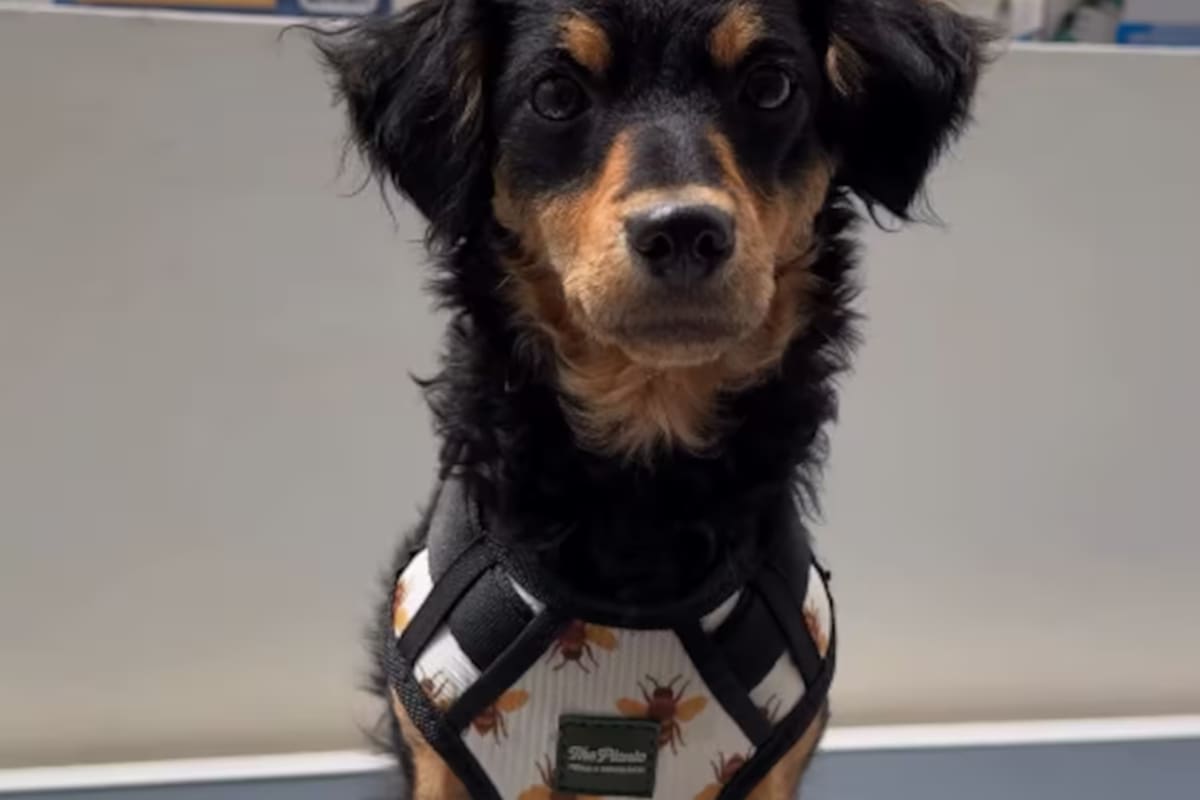 Dulce María, la perrita "costeña" que conquistó internet. Esto explica la ciencia sobre su comportamiento. Foto: Aleja Villeta