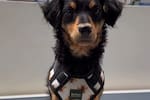 ¿Los perros entienden los acentos?: La perrita “costeña” que conquistó internet