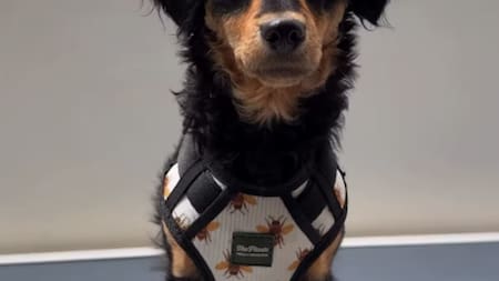¿Los perros entienden los acentos?: La perrita “costeña” que conquistó internet