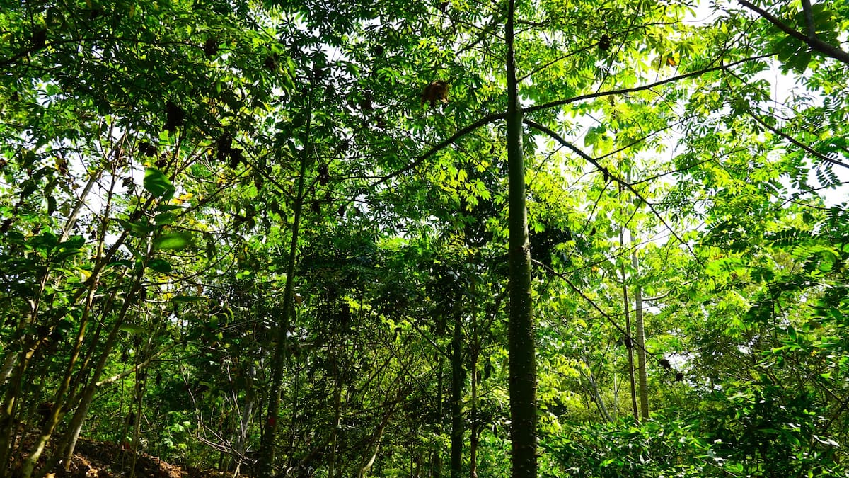 En la Ecoreserva La Tayra-Lizama se han sembrado más de 9.000 árboles de cerca de 50 especies nativas de la región del Magdalena Medio.