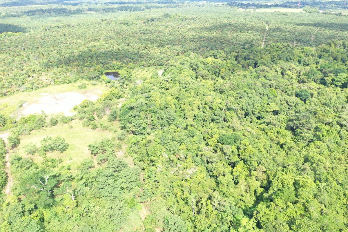 En la Ecoreserva La Tayra-Lizama se han sembrado más de 9.000 árboles de cerca de 50 especies nativas de la región del Magdalena Medio.
