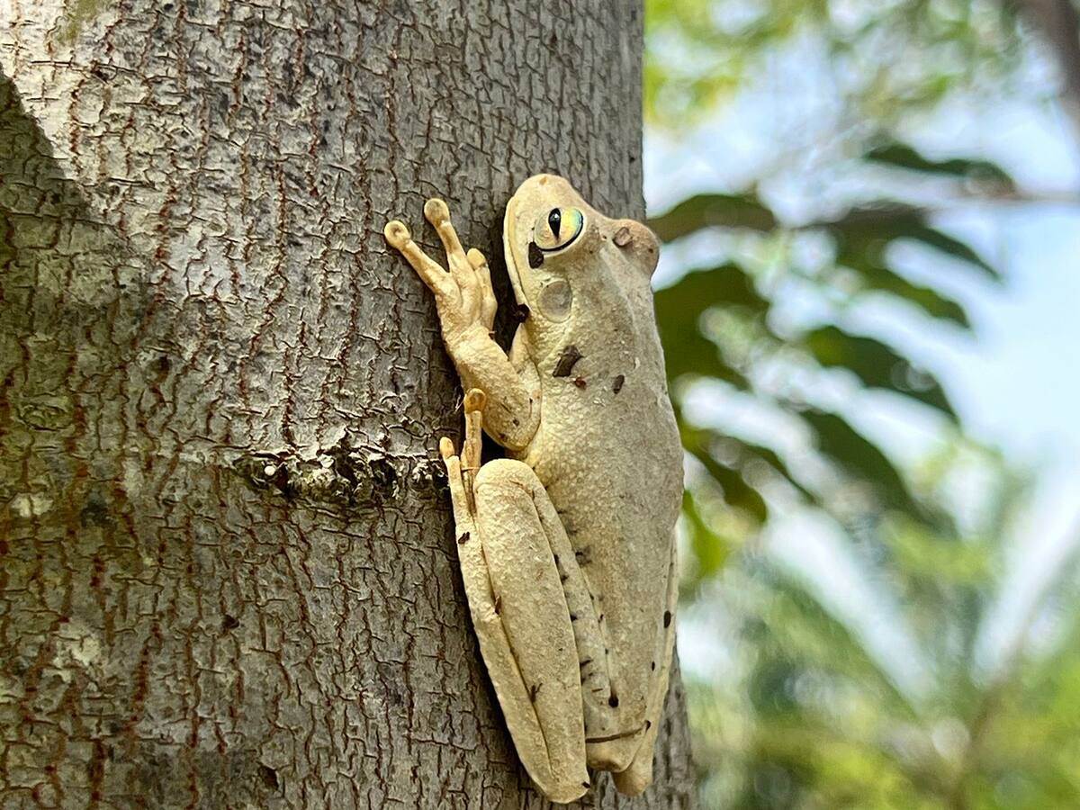 En la Ecoreserva La Tayra-Lizama se han sembrado más de 9.000 árboles de cerca de 50 especies nativas de la región del Magdalena Medio.