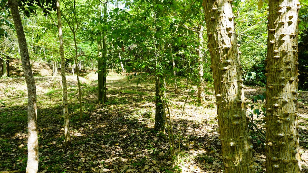 En la Ecoreserva La Tayra-Lizama se han sembrado más de 9.000 árboles de cerca de 50 especies nativas de la región del Magdalena Medio.