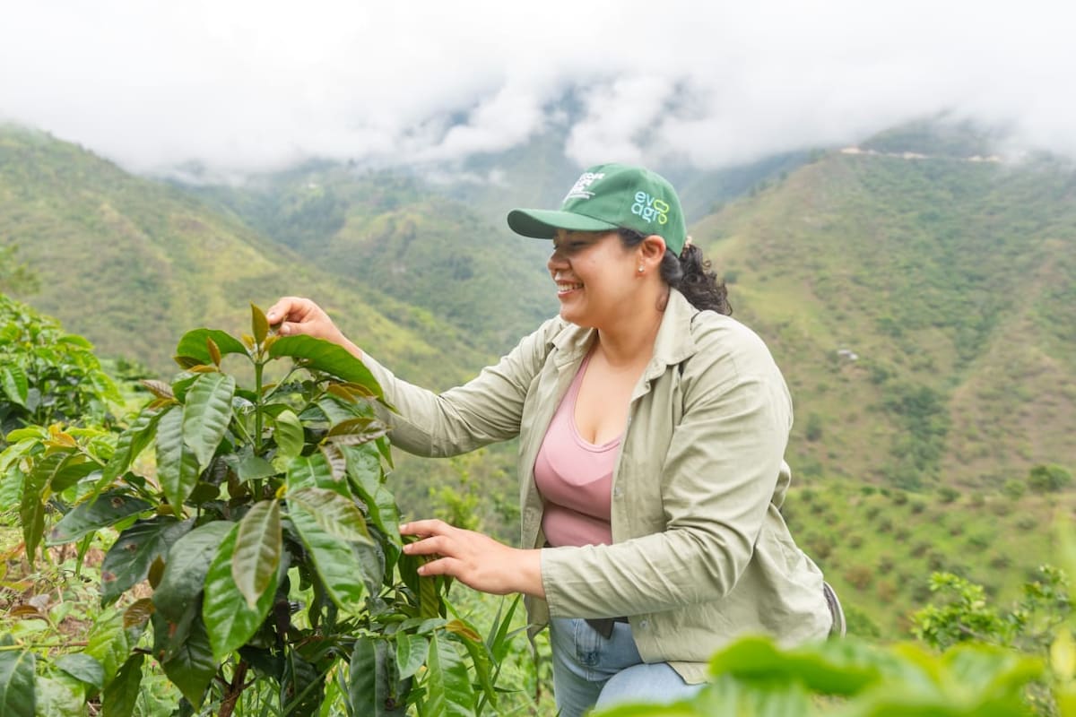 Lo que para muchos es un residuo, para Edith Gutiérrez y un grupo de mujeres caficultoras de Tona se convirtió en una oportunidad: transformar la pulpa del café en mermeladas y almíbares mientras construyen nuevas alternativas de ingresos.