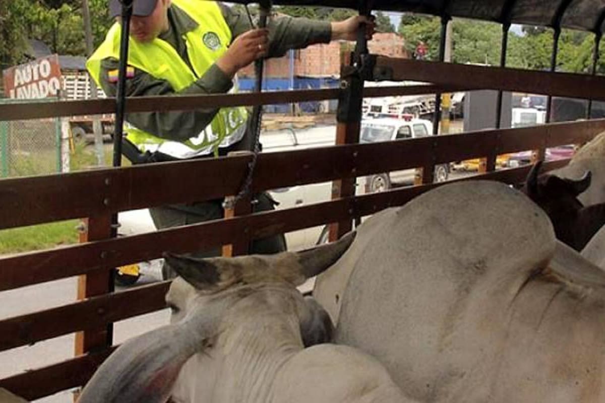 El abigeato mantiene en alerta a las comunidades rurales de Rionegro, Santander.